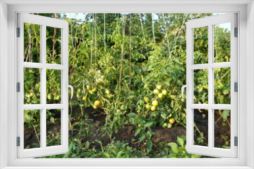 Fototapeta Naklejka Na Ścianę Okno 3D - Bed with unripe green tomatoes. In large numbers, tied up on trellises.
