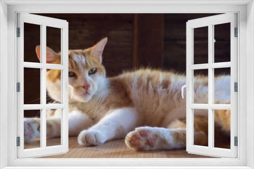 Fototapeta Naklejka Na Ścianę Okno 3D - Orange and white sleepy cat
