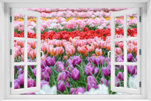 Fototapeta Naklejka Na Ścianę Okno 3D - Spring tulip field in garden, Amsterdam, Netherlands