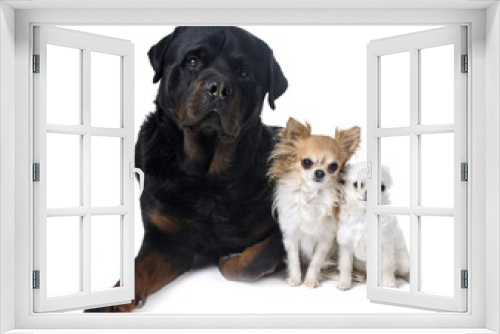 Fototapeta Naklejka Na Ścianę Okno 3D - dogs in studio