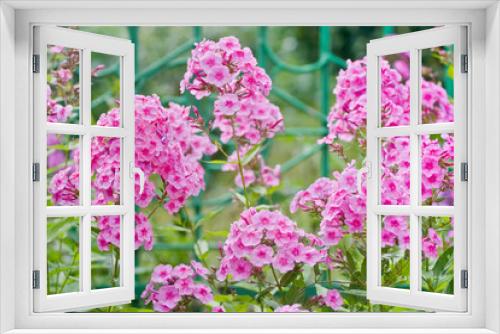Fototapeta Naklejka Na Ścianę Okno 3D - Pink phlox flowers