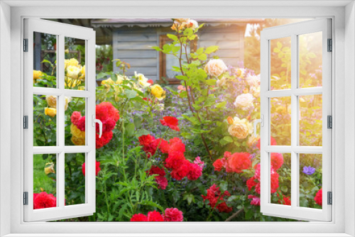 Fototapeta Naklejka Na Ścianę Okno 3D - Flower bed of red, yellow, orange roses on the background of a small wooden house, rustic style, summer outdoor recreation. Attractive English Formal Garden