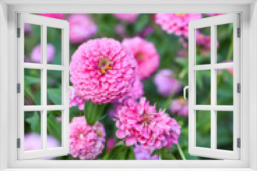 Fototapeta Naklejka Na Ścianę Okno 3D - pink zinnia garden