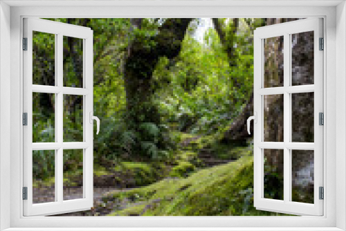 Fototapeta Naklejka Na Ścianę Okno 3D - New Zealand rainforest magical path