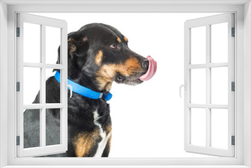 Fototapeta Naklejka Na Ścianę Okno 3D - Large Dog Licking Nose Copy Space