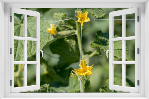 Fototapeta Naklejka Na Ścianę Okno 3D -  Cucumber plant and flower
