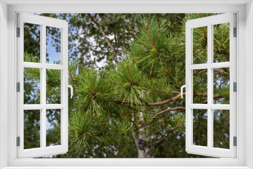 Fototapeta Naklejka Na Ścianę Okno 3D - Green immature lumps on pine branch