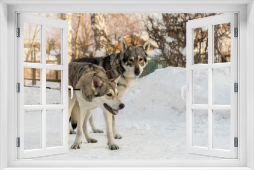 Fototapeta Naklejka Na Ścianę Okno 3D - Beautiful male and female of Saarloos wolfhound in winter park