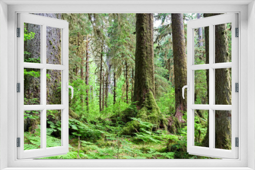 Fototapeta Naklejka Na Ścianę Okno 3D - Forest