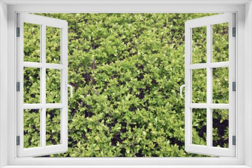 Fototapeta Naklejka Na Ścianę Okno 3D - Thousands of small green leaves on a spring bush