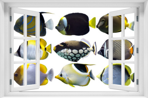 Fototapeta Naklejka Na Ścianę Okno 3D - Set of sea nr.7- reef fish on white background