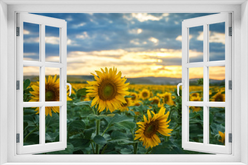 Fototapeta Naklejka Na Ścianę Okno 3D - Sunflower field at sunset.