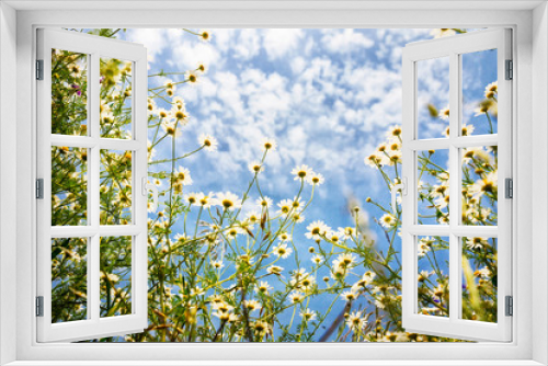 Fototapeta Naklejka Na Ścianę Okno 3D - White camomiles on blue sky background
