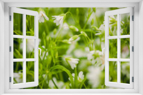 Fototapeta Naklejka Na Ścianę Okno 3D - chickweed flowers