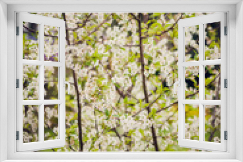Fototapeta Naklejka Na Ścianę Okno 3D - Berry apple tree