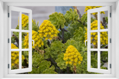 Fototapeta Naklejka Na Ścianę Okno 3D - Aeonium (Aeonium simsii) succulent