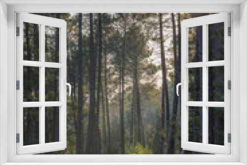 Fototapeta Naklejka Na Ścianę Okno 3D - deep forest