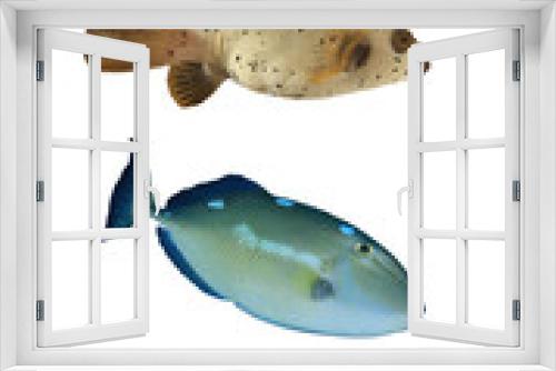 Fototapeta Naklejka Na Ścianę Okno 3D - Tropical reef fish isolated on white background. Fish of Indian and Pacific Oceans. Collection of fish cutouts