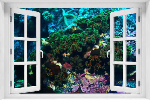 Fototapeta Naklejka Na Ścianę Okno 3D - colony of sea anemones under water corals