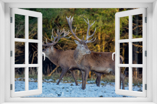 Fototapeta Naklejka Na Ścianę Okno 3D - deer, animal, wildlife, mammal
