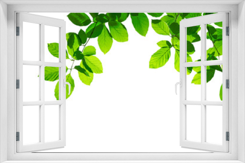 Fototapeta Naklejka Na Ścianę Okno 3D - Grüne Blätter einer Buche als Freisteller vor weißem Hintergrund