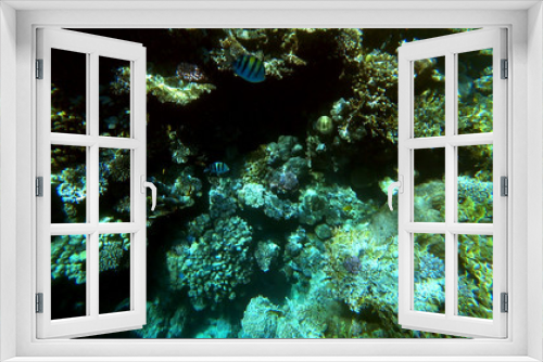 Fototapeta Naklejka Na Ścianę Okno 3D - Underwater marine world