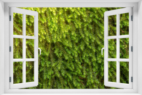 Fototapeta Naklejka Na Ścianę Okno 3D - Green moss close-up. Background.