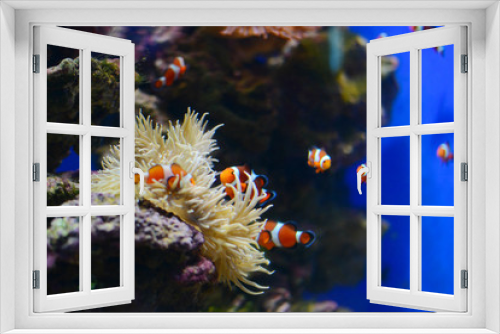 Fototapeta Naklejka Na Ścianę Okno 3D - Sea anemone and clown fish in marine aquarium. Blue background
