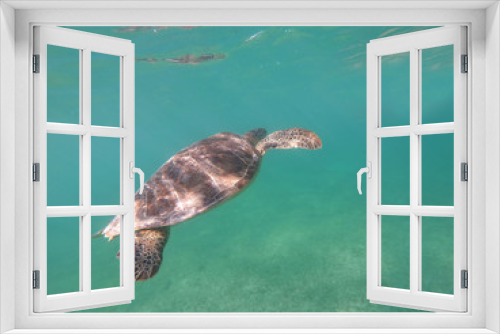 Fototapeta Naklejka Na Ścianę Okno 3D - View of turtle underwater of Caribbean sea