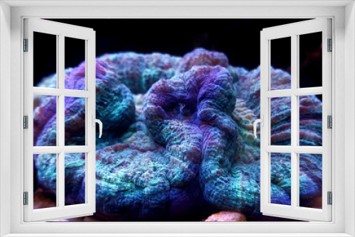 Fototapeta Naklejka Na Ścianę Okno 3D - LPS coral in reef aquarium tank