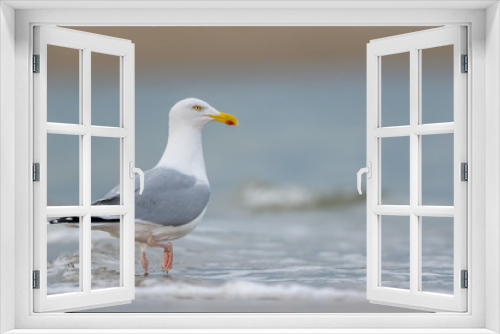 Fototapeta Naklejka Na Ścianę Okno 3D - European Herring Gull (Larus argentatus) wading in the sea.