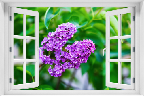 Fototapeta Naklejka Na Ścianę Okno 3D - Blooming lilacs on green