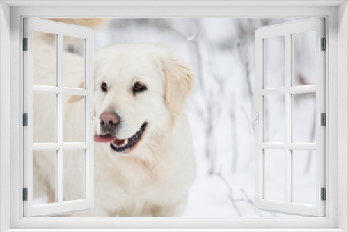 Fototapeta Naklejka Na Ścianę Okno 3D - golden retriever dog in winter park