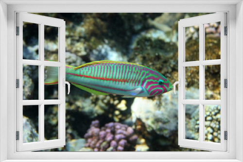 Fototapeta Naklejka Na Ścianę Okno 3D - Coral fish Thalassoma
