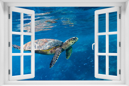Fototapeta Naklejka Na Ścianę Okno 3D - Meeresschildkröte hawksbill sea turtle im Meer Ozean Korallenriff hintergrund blau