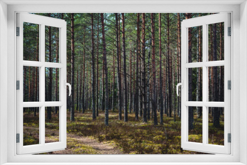 Fototapeta Naklejka Na Ścianę Okno 3D - a path in a pine forest