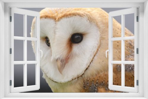 Fototapeta Naklejka Na Ścianę Okno 3D - Head shot of a Barn Owl (Tyto alba)