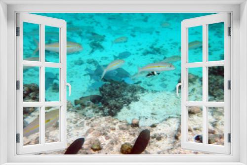 Fototapeta Naklejka Na Ścianę Okno 3D - Sealife of Mystery Island, Aneityum, Vanuatu