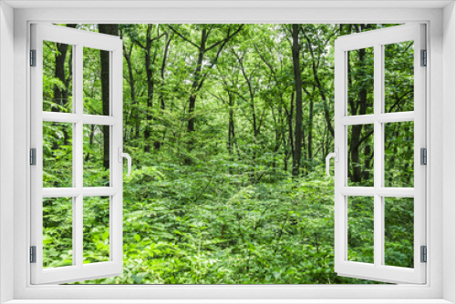 Fototapeta Naklejka Na Ścianę Okno 3D - An ordinary cool summer forest
