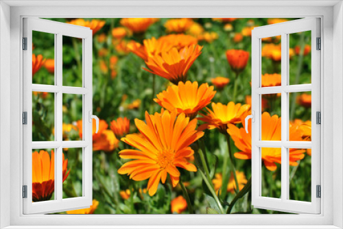 Fototapeta Naklejka Na Ścianę Okno 3D - closeup of a medical  marigold flowers