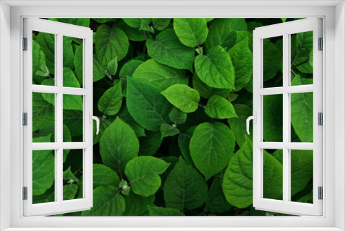 Fototapeta Naklejka Na Ścianę Okno 3D - Green leaves pattern. Nature background