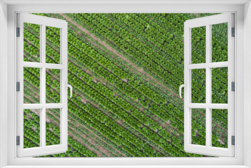 Fototapeta Naklejka Na Ścianę Okno 3D - Aerial view of green agricultural field from drone