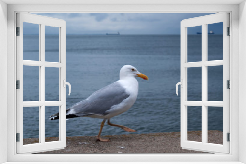 Fototapeta Naklejka Na Ścianę Okno 3D - Seagull on the beach. Tourism, travel