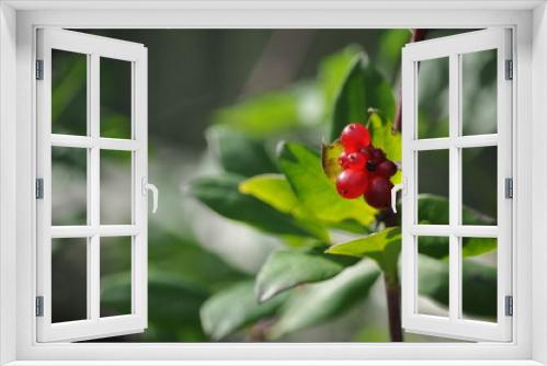 Fototapeta Naklejka Na Ścianę Okno 3D - Red berries