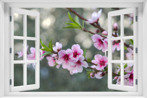 Fototapeta Naklejka Na Ścianę Okno 3D - Flowering peach branch. Spring background.