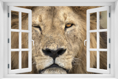 Fototapeta Naklejka Na Ścianę Okno 3D - Portrait of free ranging wild african lion