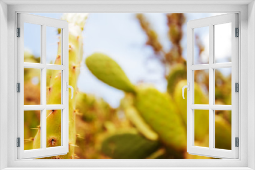 Fototapeta Naklejka Na Ścianę Okno 3D - Macro close-up of a tuna plant in a cactus field