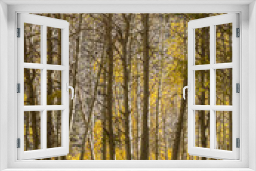 Fototapeta Naklejka Na Ścianę Okno 3D - Aspen Grove - Bishop California 