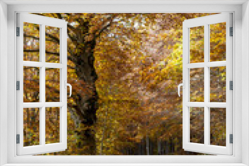 Fototapeta Naklejka Na Ścianę Okno 3D - vibrant coolorful trees autumn in matese park