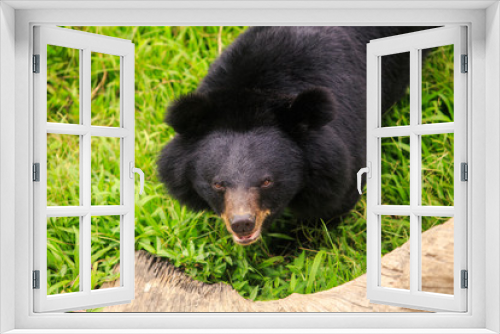 Fototapeta Naklejka Na Ścianę Okno 3D - Closeup Black Bear Stands on Grass in Zoo